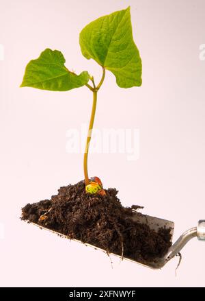 Runner bean (Phaseolus coccineus)  seedling ready to be planted out in garden. Norfolk, England, UK. May. Stock Photo