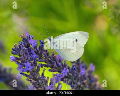 Small white (Pieris rapae) feeding on lavender flowers in garden. England, UK. July. Stock Photo