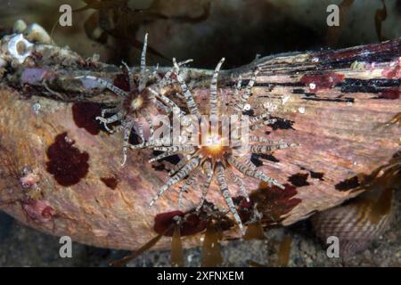 Gem anemones (Aulactinia verrucosa) Isle of Man, July. Stock Photo