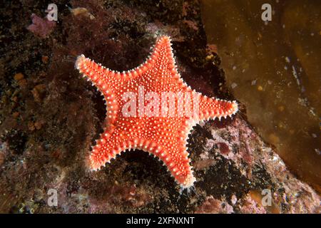 Starfish (Hippasteria phrygiana), Trondheimsfjord, Norway, July. Stock Photo