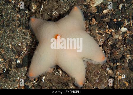 Wrinkled star (Pteraster militaris), Trondheimsfjord, Norway, July. Stock Photo