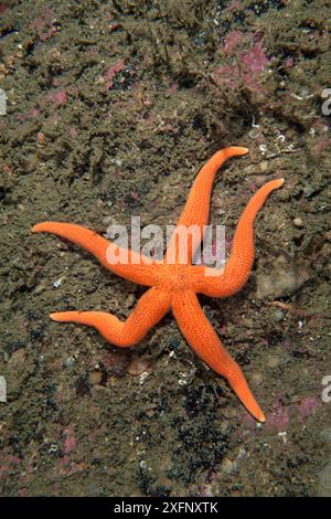 Rosy Starfish (Stichastrella rosea), Trondheimsfjord, Norway, July. Stock Photo