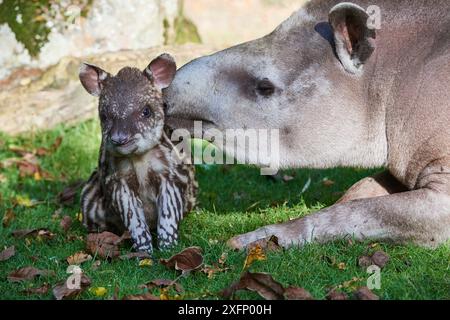 Fohishalar porno film