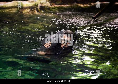 Keeper catching newborn Caribbean manatee or West Indian manatee (Trichechus manatus) in zoo pool in order to administer care. The baby is age two days, and weighing 15 kg, Beauval Zoo, France. ;sortir de leau pour complement glucose Stock Photo