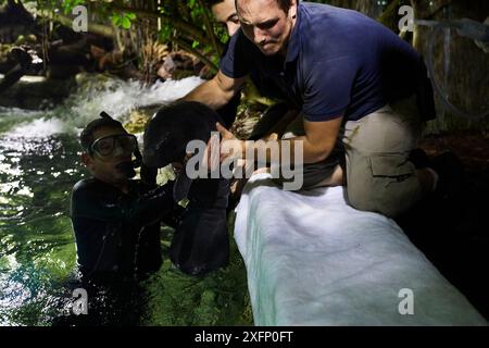 Keepers catching newborn Caribbean manatee or West Indian manatee (Trichechus manatus) in zoo pool in order to administer care. The baby is age two days, and weighing 15 kg, Beauval Zoo, France. Stock Photo