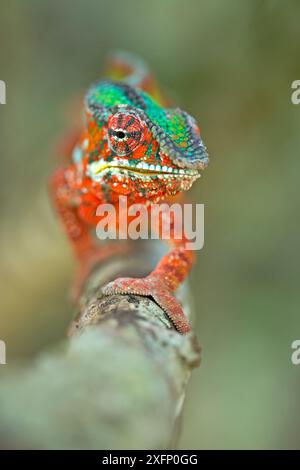 A Brightly-coloured Panther Chameleon (furcifer Padalis Stock Photo - Alamy