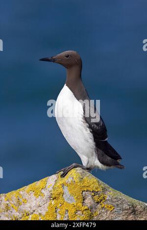 Guillemot (Uria aalge), Great Saltee Island, County Wexford, Republic of Ireland, June. Stock Photo