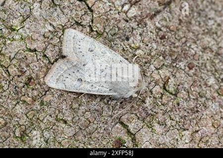 Powdered quaker moth (Orthosia gracilis)  Catbrook, Monmouthshire, Wales, UK, April. Focus-stacked image. Stock Photo