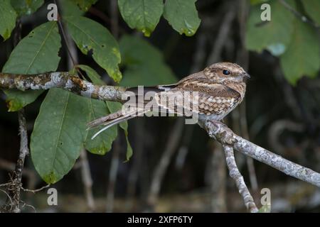 Ladder-tailed nightjar (Hydropsalis climacocerca) Madidi National Park, Bolivia Stock Photo