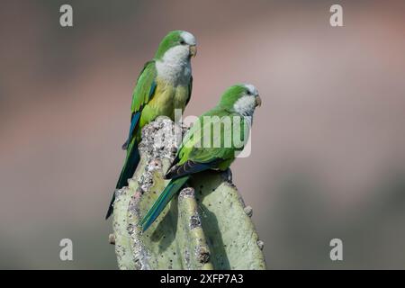 Cliff parakeets  (Myiopsitta luchsi) perched on cactus, Red-fronted Macaw Community Nature Reserve, Omerque, Bolivia Stock Photo