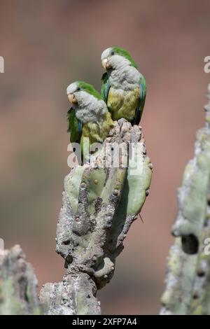 Cliff parakeets  (Myiopsitta luchsi) perched on cactus, Red-fronted Macaw Community Nature Reserve, Omerque, Bolivia Stock Photo