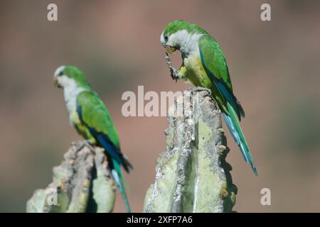 Cliff parakeets  (Myiopsitta luchsi) perched on cactus, Red-fronted Macaw Community Nature Reserve, Omerque, Bolivia Stock Photo