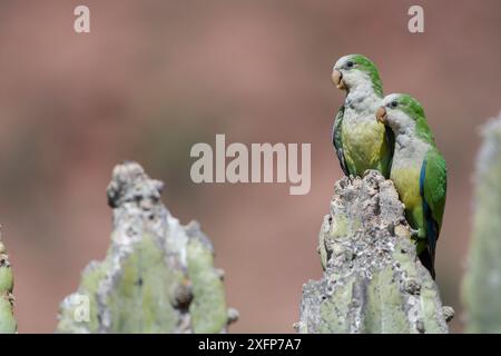 Cliff parakeets  (Myiopsitta luchsi) perched on cactus, Red-fronted Macaw Community Nature Reserve, Omerque, Bolivia Stock Photo