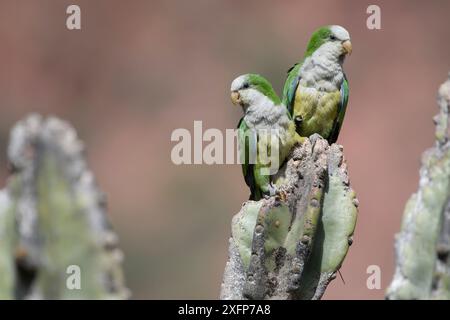 Cliff parakeets  (Myiopsitta luchsi) perched on cactus, Red-fronted Macaw Community Nature Reserve, Omerque, Bolivia Stock Photo