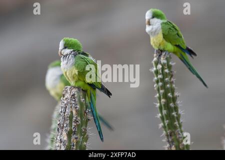 Cliff parakeets  (Myiopsitta luchsi) perched on cactus, Red-fronted Macaw Community Nature Reserve, Omerque, Bolivia Stock Photo