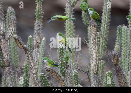 Cliff parakeets  (Myiopsitta luchsi) perched on cactus, Red-fronted Macaw Community Nature Reserve, Omerque, Bolivia Stock Photo