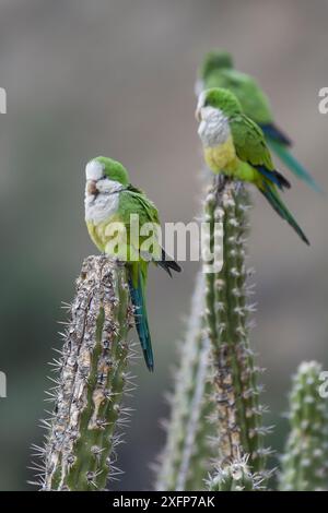 Cliff parakeets  (Myiopsitta luchsi) perched on cactus, Red-fronted Macaw Community Nature Reserve, Omerque, Bolivia Stock Photo