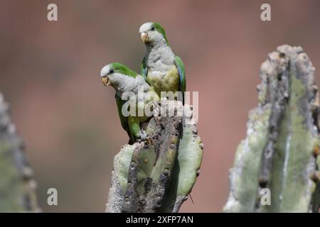 Cliff parakeets  (Myiopsitta luchsi) perched on cactus, Red-fronted Macaw Community Nature Reserve, Omerque, Bolivia Stock Photo