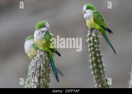 Cliff parakeets  (Myiopsitta luchsi) perched on cactus, Red-fronted Macaw Community Nature Reserve, Omerque, Bolivia Stock Photo