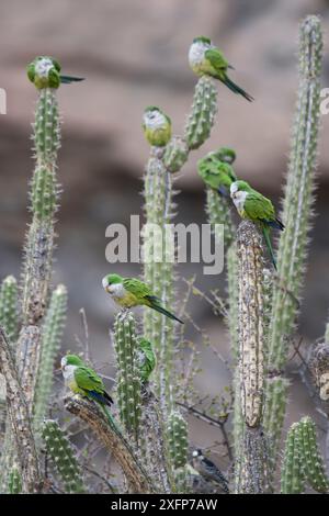 Cliff parakeets  (Myiopsitta luchsi) perched on cactus, Red-fronted Macaw Community Nature Reserve, Omerque, Bolivia Stock Photo