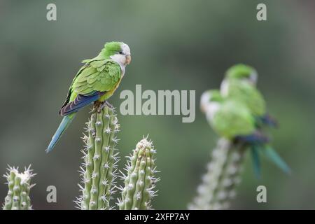 Cliff parakeets  (Myiopsitta luchsi) perched on cactus, Red-fronted Macaw Community Nature Reserve, Omerque, Bolivia Stock Photo