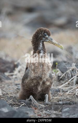 Waved albatross (Phoebastria irrorata) chick in nest, Punta Suarez, Espanola Island, Galapapgos Stock Photo