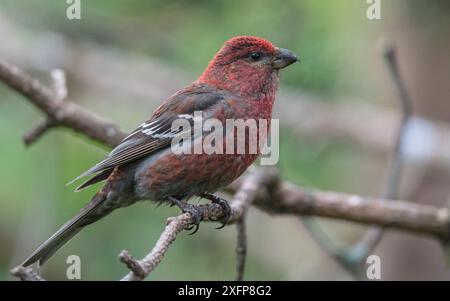 Pine grosbeak (Pinicola enucleator), adult male, Finland, July. Stock Photo