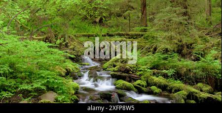 Stream flowing past moss-covered rocks, Sol Duc River Basin, Olympic National Park, Washington, USA. June 2017. Stock Photo