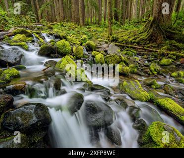 Stream flowing past moss-covered rocks, Sol Duc River Basin, Olympic National Park, Washington, USA. June 2017. Stock Photo
