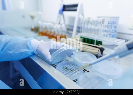 female laboratory assistant conducts research, chemical analysis, analysis of bacteria in the laboratory, doctor makes a test Stock Photo