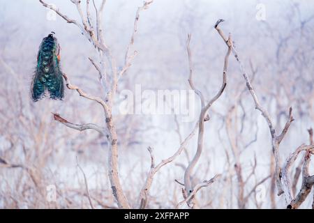 Peacock / Blue Peafowl male (Pavo cristatus) perched in tree, Yala National Park, Southern Province, Sri Lanka. Stock Photo