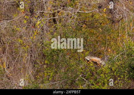 Green iguana (Iguana iguana) male perched on the canopy at the dry forest. Puna Island, Guayas, Ecuador. Stock Photo