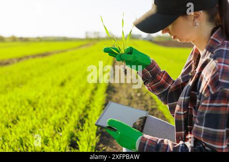 a female farmer holding a sprout of wheat with a tablet in her hands inspects the green field. Modern technologies in agriculture Stock Photo