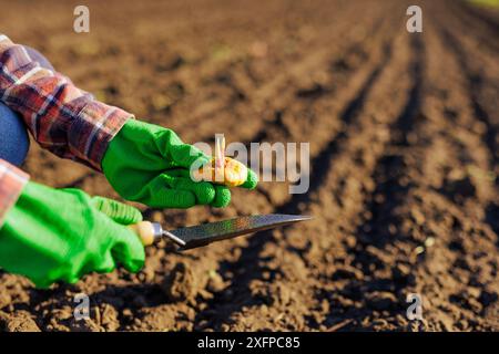 Farmer's hand planting a bulb with flowers in the soil in rows, successful agribusiness, successful harvest Stock Photo