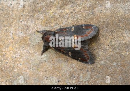 Iron prominent moth (Notodonta dromedarius) Wiltshire, England, UK, June. Stock Photo