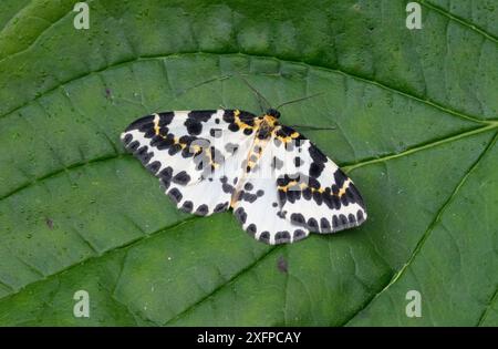 Magpie moth (Abraxas grossulariata) Dorset, England, UK, July. Stock Photo