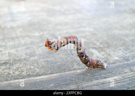 Peppered moth caterpillar (Biston betularia) Wiltshire, England, UK, October. Stock Photo