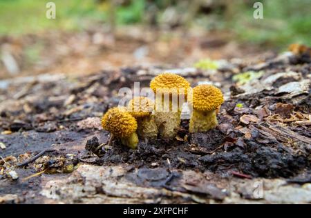 Shaggy scalycap (Pholiota squarrosa) Wiltshire, England, UK, October. Stock Photo