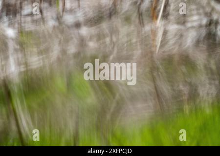 Abstract representation of cattail vegetation Stock Photo