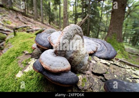 Red Banded Polypore (Fomitopsis pinicola), geotropism, fruiting bodies grow in different directions on the fallen tree, Black Forest nature park Stock Photo