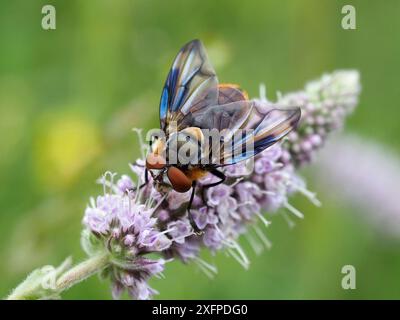 Tachnid fly (Phasia hemiptera) male, the female lays its eggs directly onto Forest Bugs and Green Shield Bugs where the larvae live as parasites, Hertfordshire, England, August Stock Photo