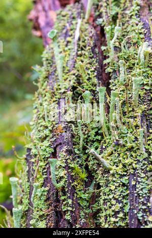 Close up at Cup lichen (Cladonia) and moss growing on a rotten tree stump in a forest Stock Photo