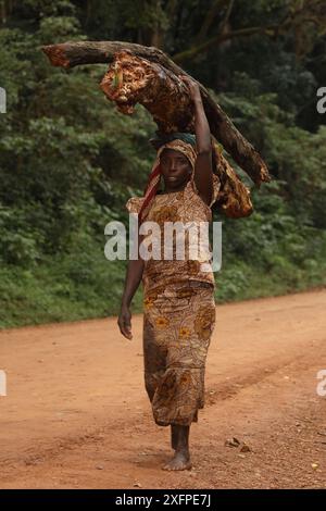 Luhya woman carrying firewood, Kakamega forest, Kenya, Africa Stock Photo