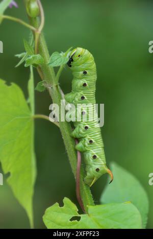 Convolvulus hawk-moth (Agrius convolvuli) caterpillar, Vercors National Park, France, August. Stock Photo