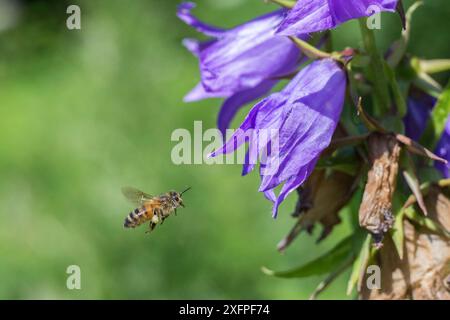 European honey bee (Apis mellifera) flying to Giant harebell (Campanula latifolia), Pentwyn farm SSSI, Gwent Wildlife Trust, Reserve, Monmouthshire, Wales, UK, July. Stock Photo