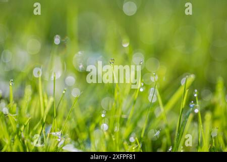 Dewdrops on grass, Monmouthshire, Wales UK, October. Stock Photo