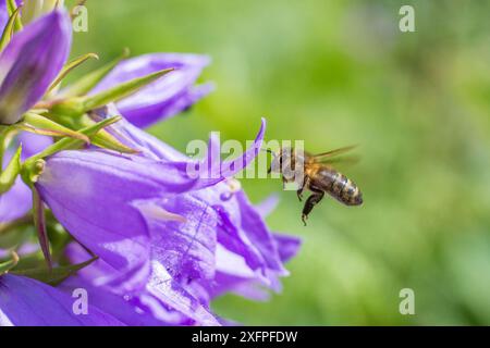 European honey bee (Apis mellifera) flying to Giant harebell (Campanula latifolia) flower,  Pentwyn farm SSSI, Gwent Wildlife Trust, Reserve, Monmouthshire, Wales, UK, July. Stock Photo