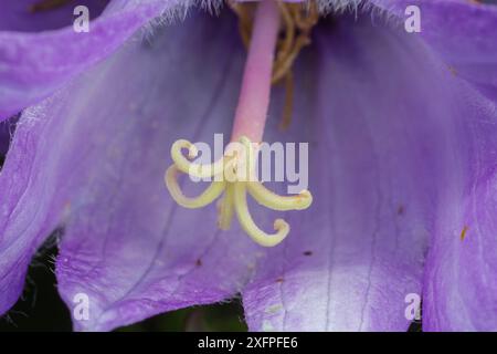 Giant harebell (Campanula latifolia), close up of opened style,  Pentwyn farm SSSI, Gwent Wildlife Trust Reserve, Monmouthshire Wales UK, July. Stock Photo