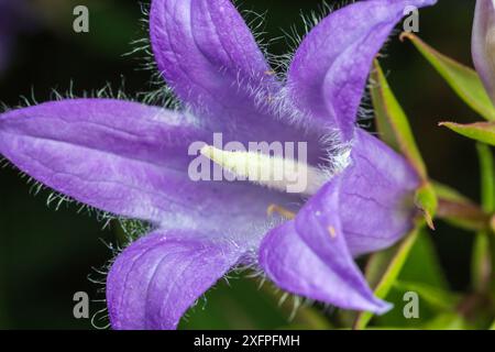 Giant harebell (Campanula latifolia) close up of showing sensory hairs, Pentwyn farm SSSI, Gwent Wildlife Trust, Reserve, Monmouthshire, Wales, Stock Photo