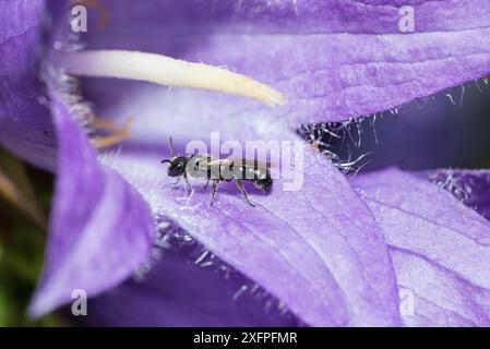 Harebell carpenter bee (Chelostoma campanularum) at 4-5mm long one of Britain's smallest bees, visiting Giant harebell (Campanula latifolia) Pentwyn farm SSSI, Gwent Wildlife Trust, Reserve, Monmouthshire, Wales, UK, July. Stock Photo